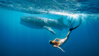 A diver in a swimsuit swims gracefully underwater, showcasing long fins, as a massive whale shark glides nearby, illuminated by sunbeams filtering through the water. The scene captures a serene moment of interaction between the swimmer and the gentle giant of the ocean.