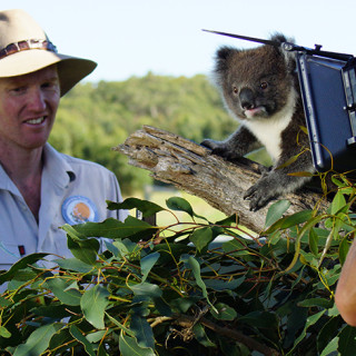 Save the Koala Month