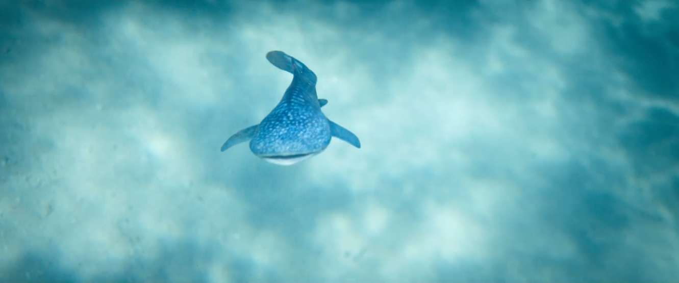 A large, spotted whale shark glides gracefully through clear blue water, creating a serene underwater scene. Sunlight filters through the water's surface, illuminating the gentle movements of the shark as it swims.