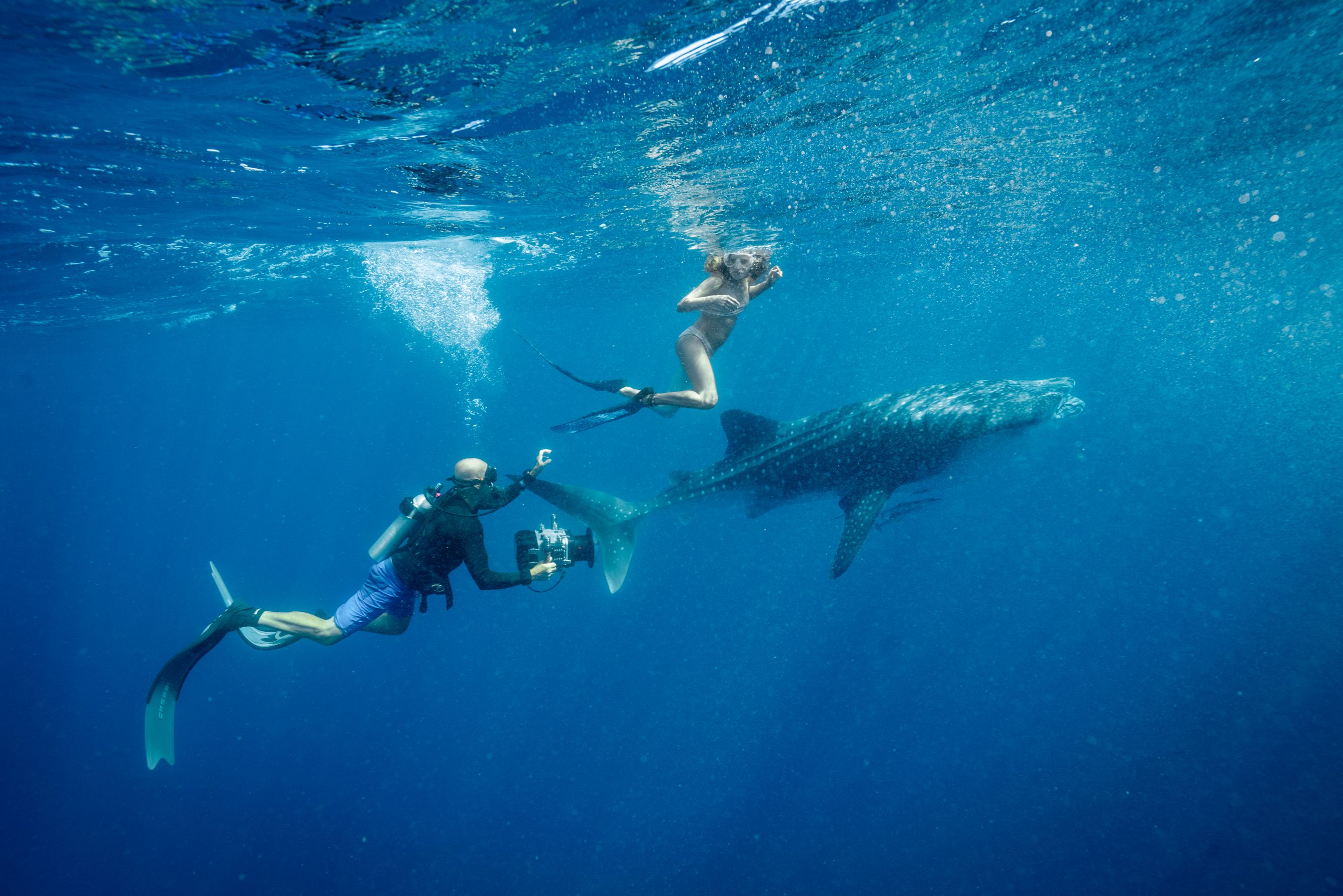 A diver with a camera swims toward a large whale shark while a woman in a swimsuit floats nearby, all submerged in clear blue water. Sunlight filters through the surface, creating a serene underwater scene.