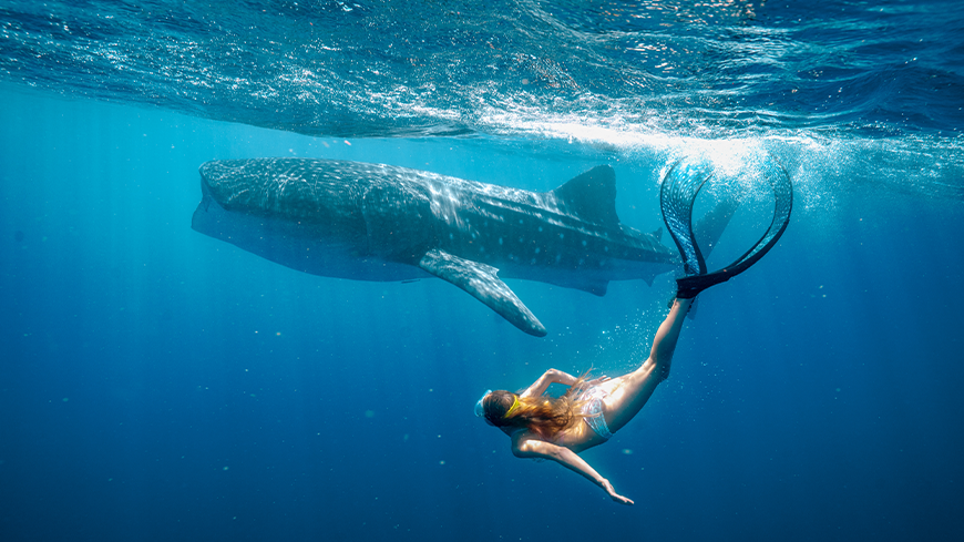 A diver in a swimsuit swims gracefully underwater, showcasing long fins, as a massive whale shark glides nearby, illuminated by sunbeams filtering through the water. The scene captures a serene moment of interaction between the swimmer and the gentle giant of the ocean.