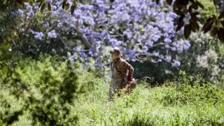 A child walks through a lush green field, surrounded by tall grass and vibrant foliage. In the background, a tree is adorned with bright purple flowers, creating a picturesque scene of nature.